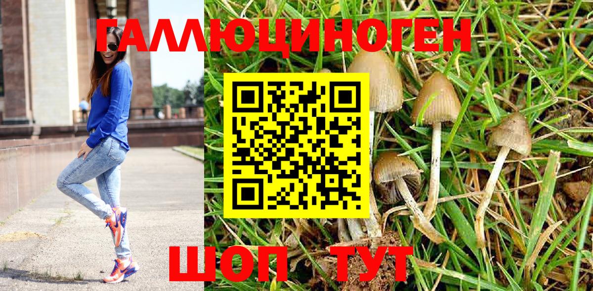 Псилоцибиновые грибы Psilocybe Фрязино